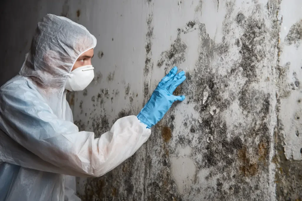 mold inspection